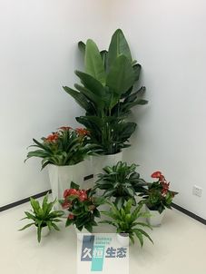 肥西办公室花卉绿植租摆简约组合